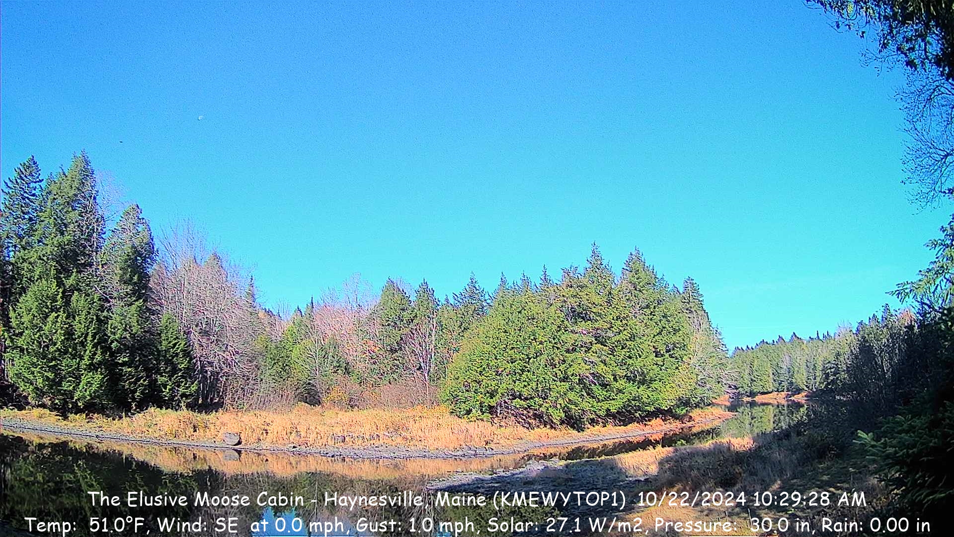 Elusive Moose Cabin River Camera